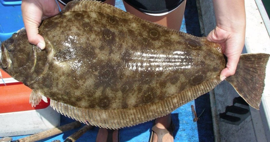 Камбала pleuronectes platessa