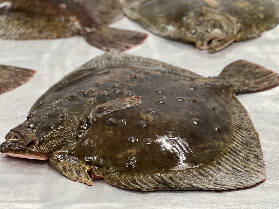 Тюрбо камбала палтус