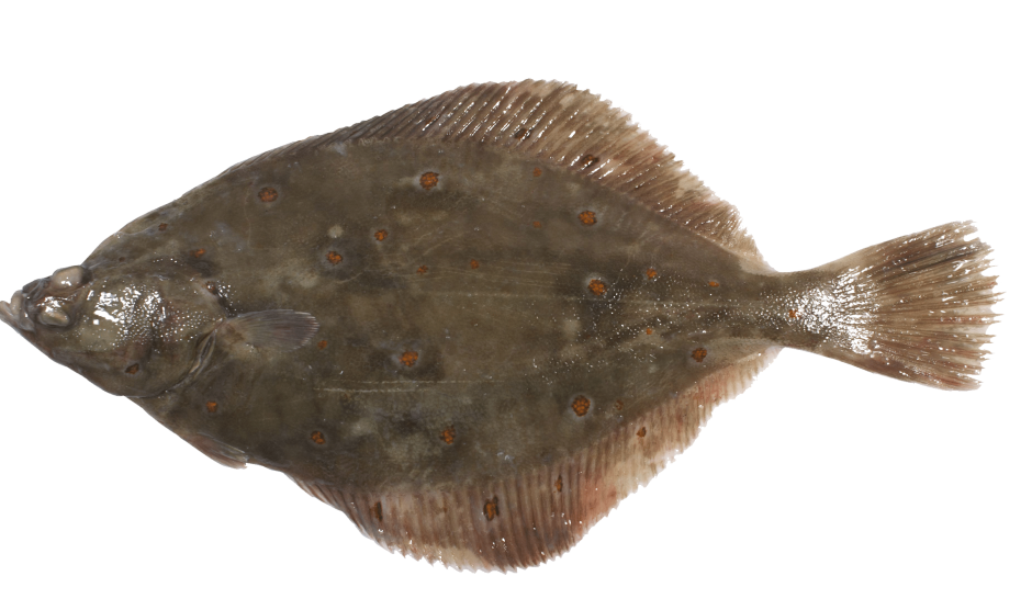 Камбала желтоперая