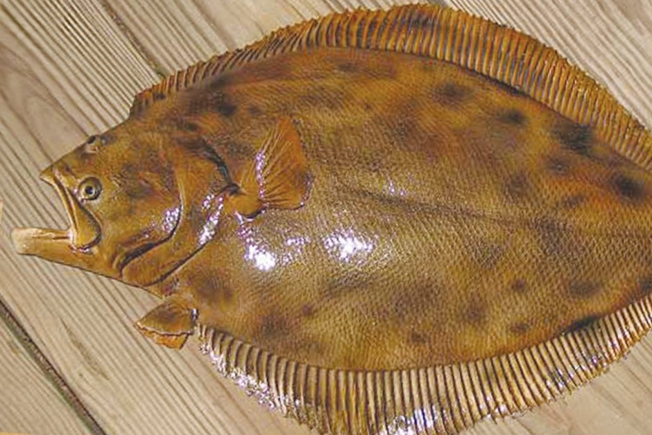 Рыба камбала Черноморская