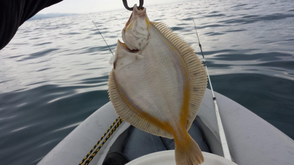 Камбала глосса Черноморская