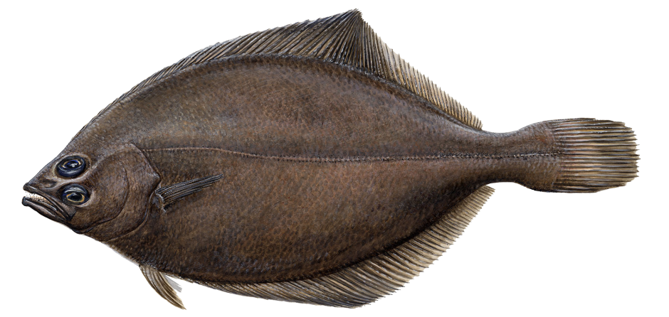 Камбала Флаундер