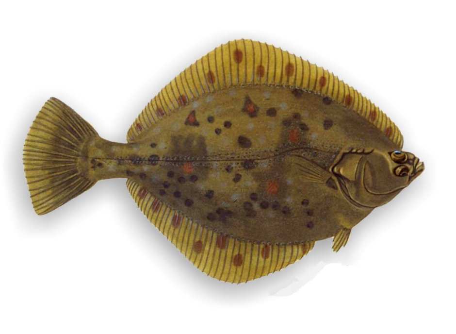 Камбала в Балтийском море