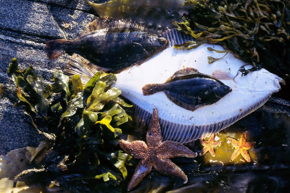 Камбала Флаундер