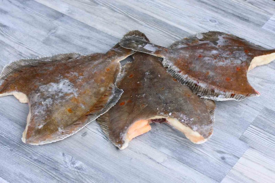 Камбала Черноморская