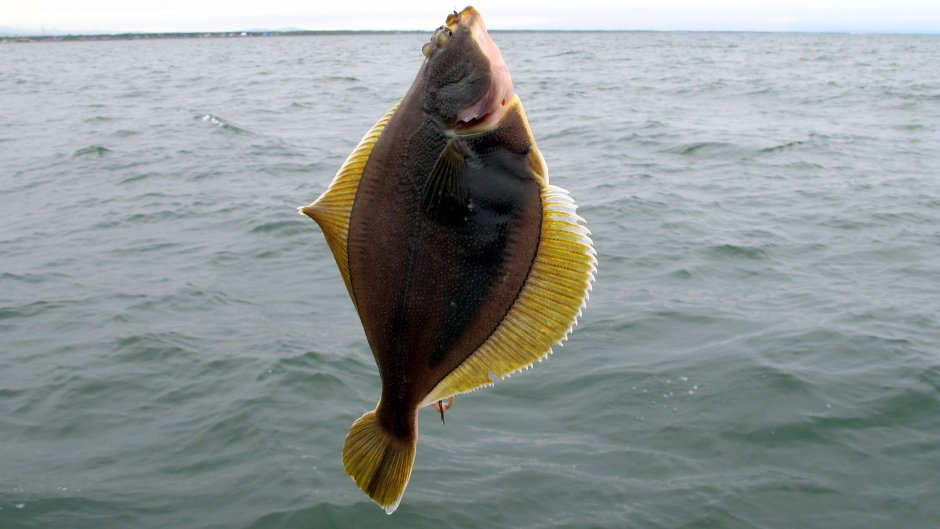 Тюрбо камбала рыба