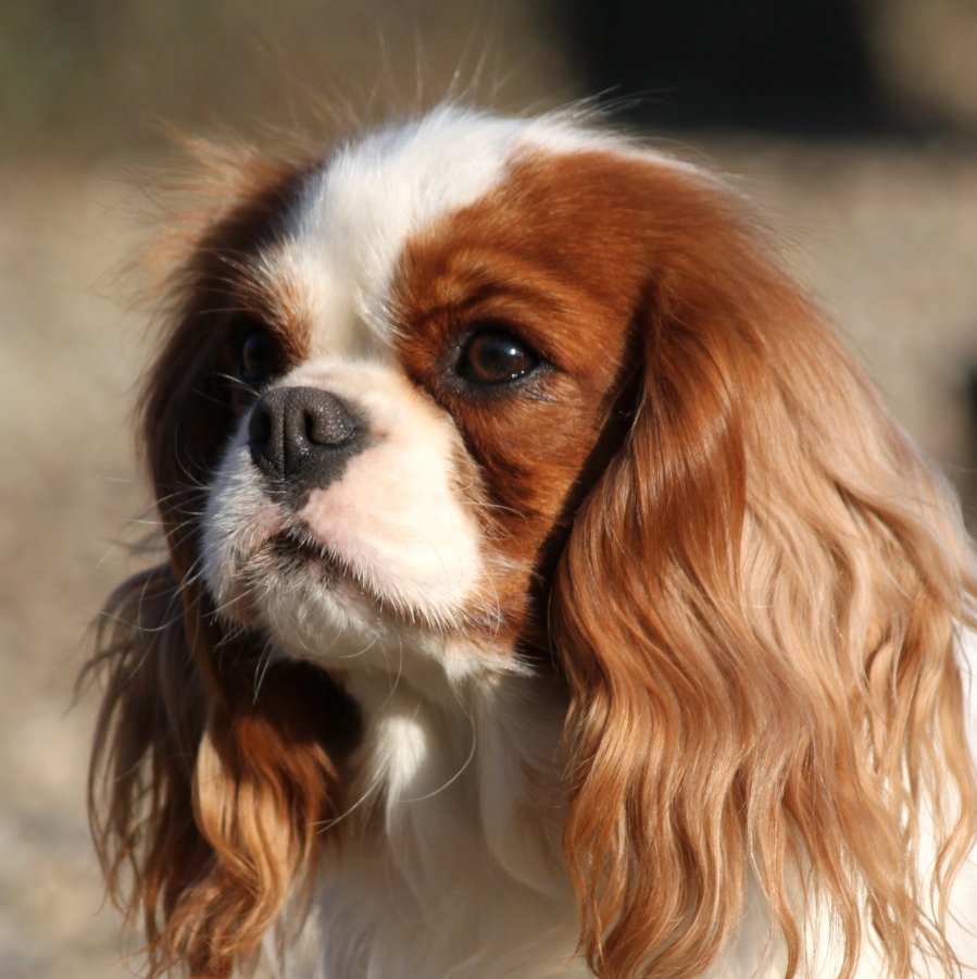 Бретонский Бассет хаунд