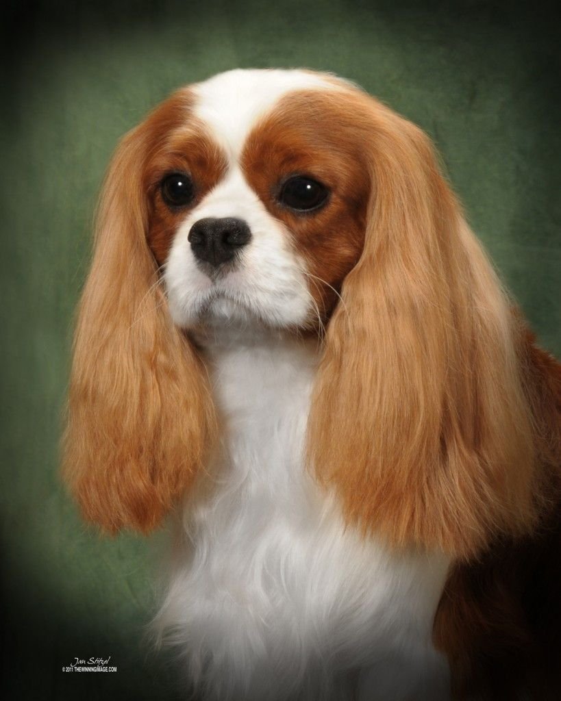 Спаниель Папильон