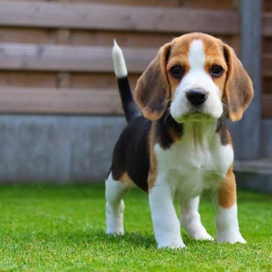 Золотистый котрспаниель