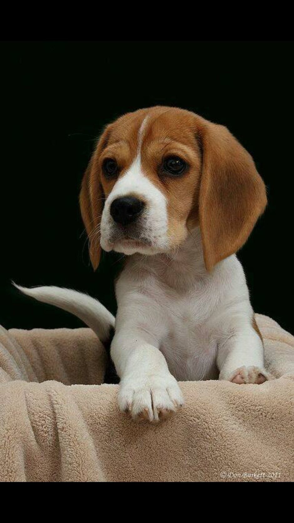 Бигль Пуппи