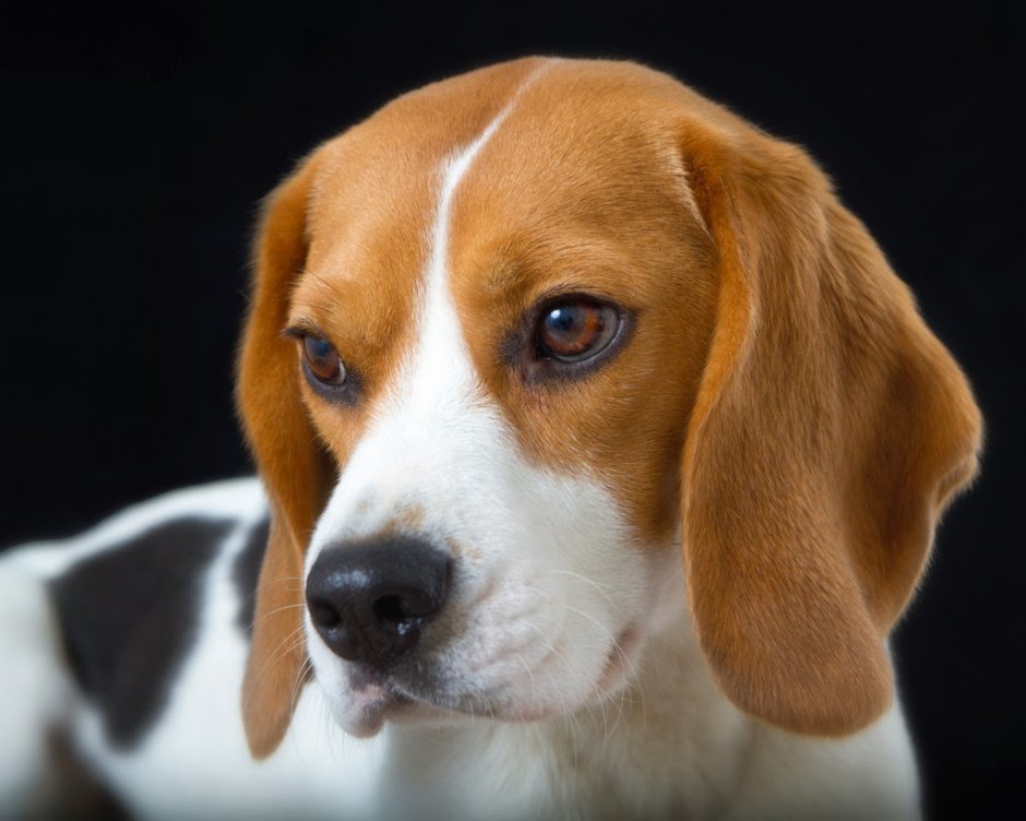 Порода собак Бигль