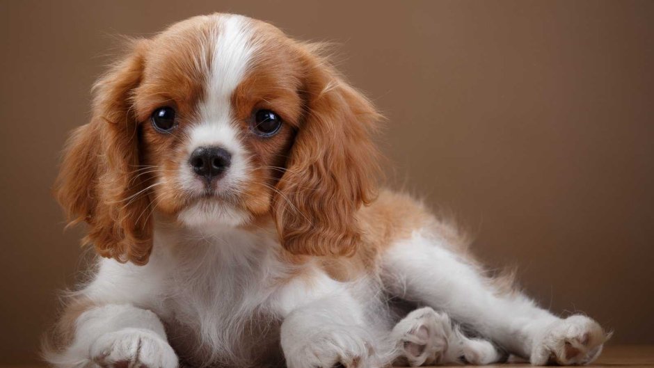 Порода Бигль