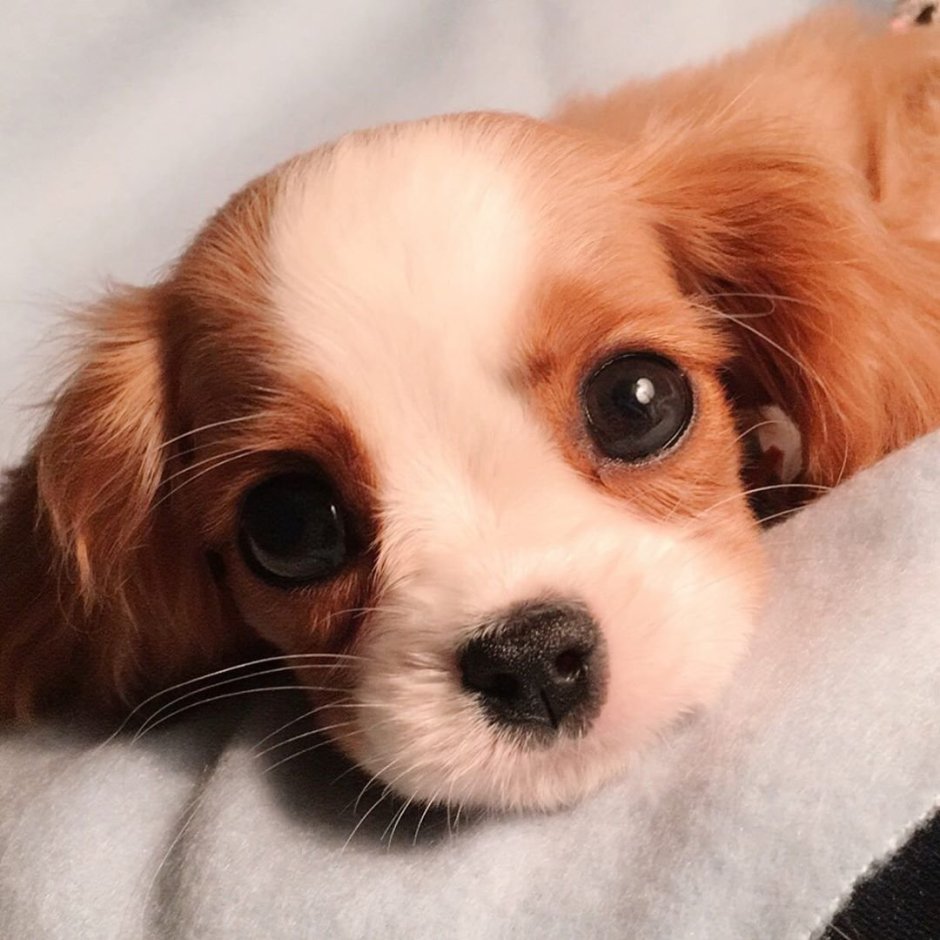 Бигль собака и Коломбо