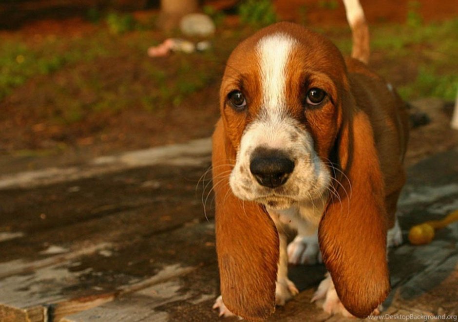 Собака с висячими ушами