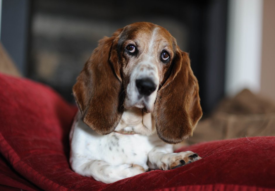 Собачьи висячие уши