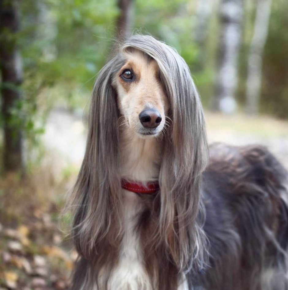 Бассет хаунд маленький