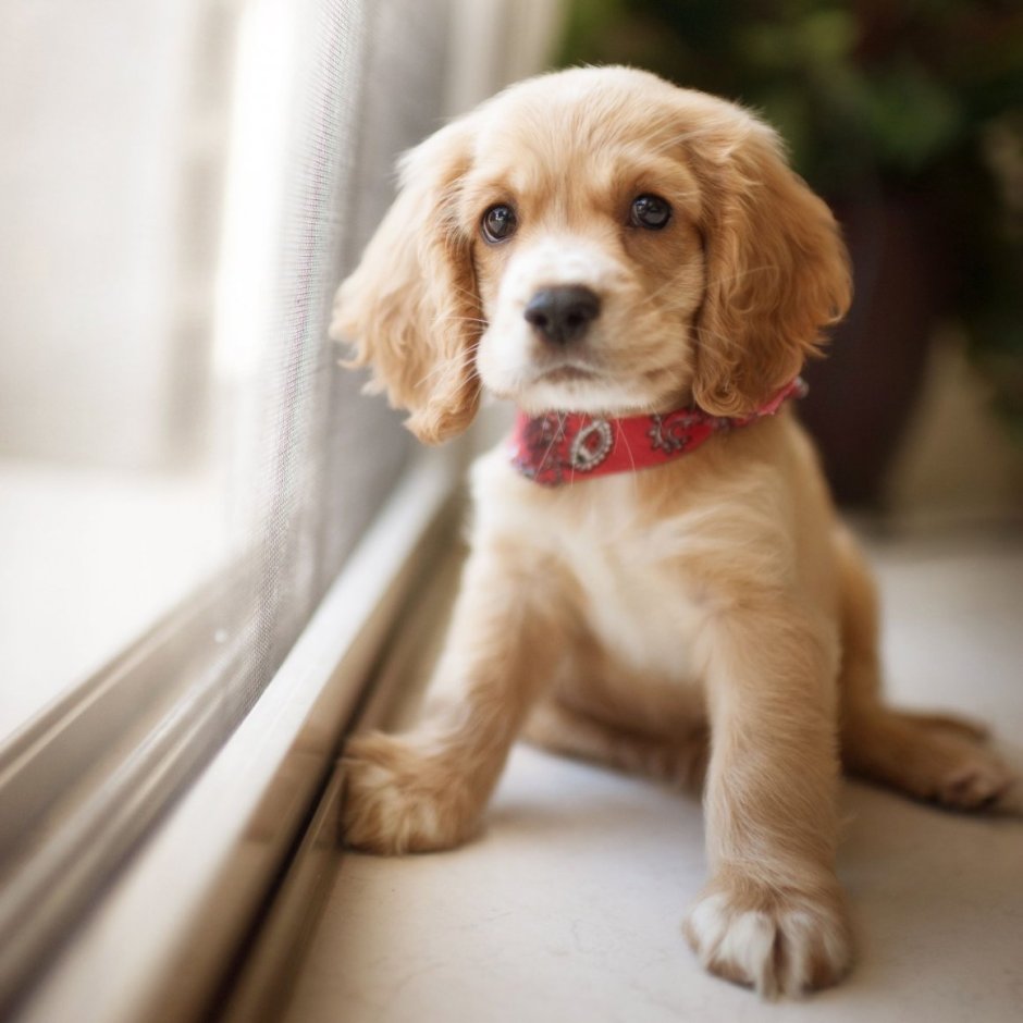 Спаниель кавалер Кинг Чарльз спаниель