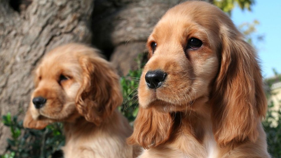 Щенок с милыми глазками