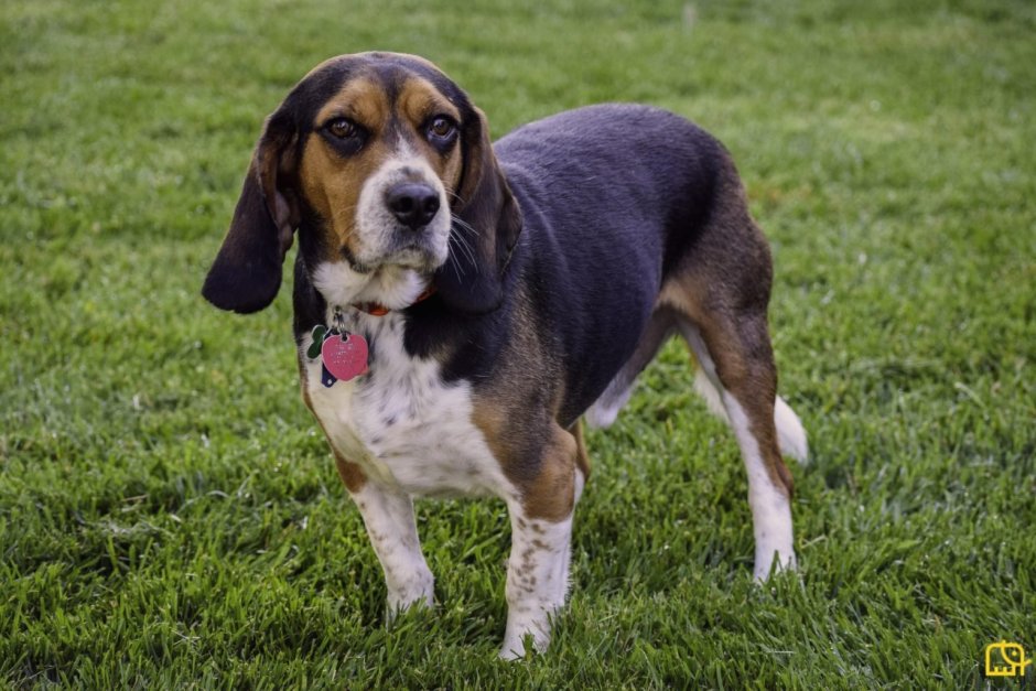 Кавалер Кинг Чарльз спаниель уши