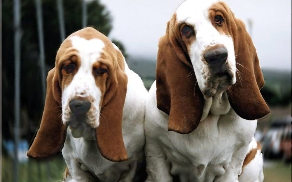 Бигль собака