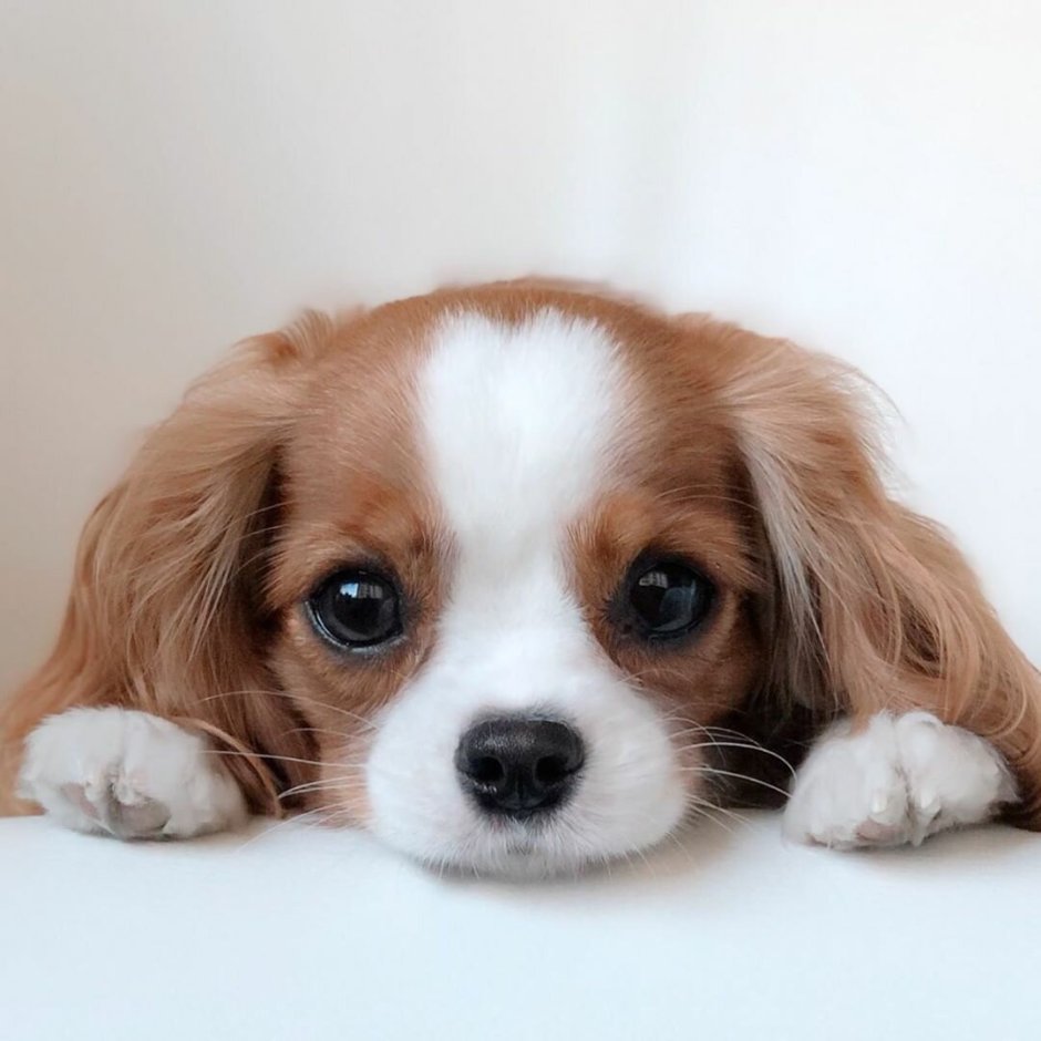 Кавалер Кинг Чарльз спаниель