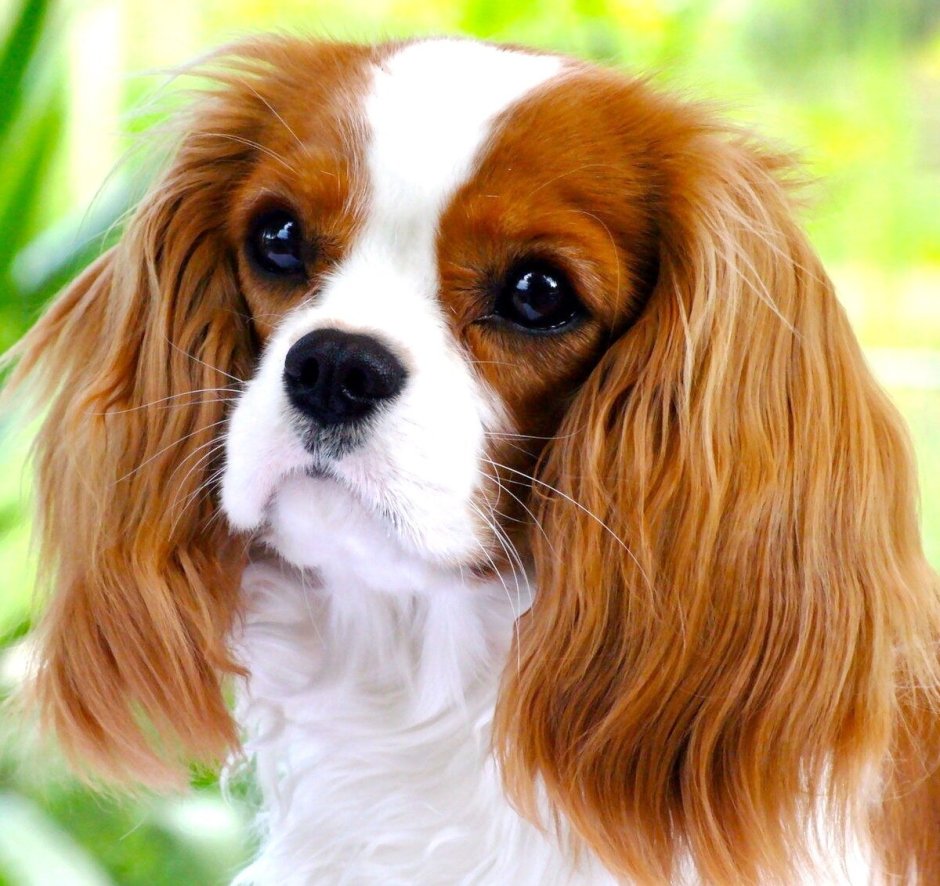 Бассет-хаунд щенок