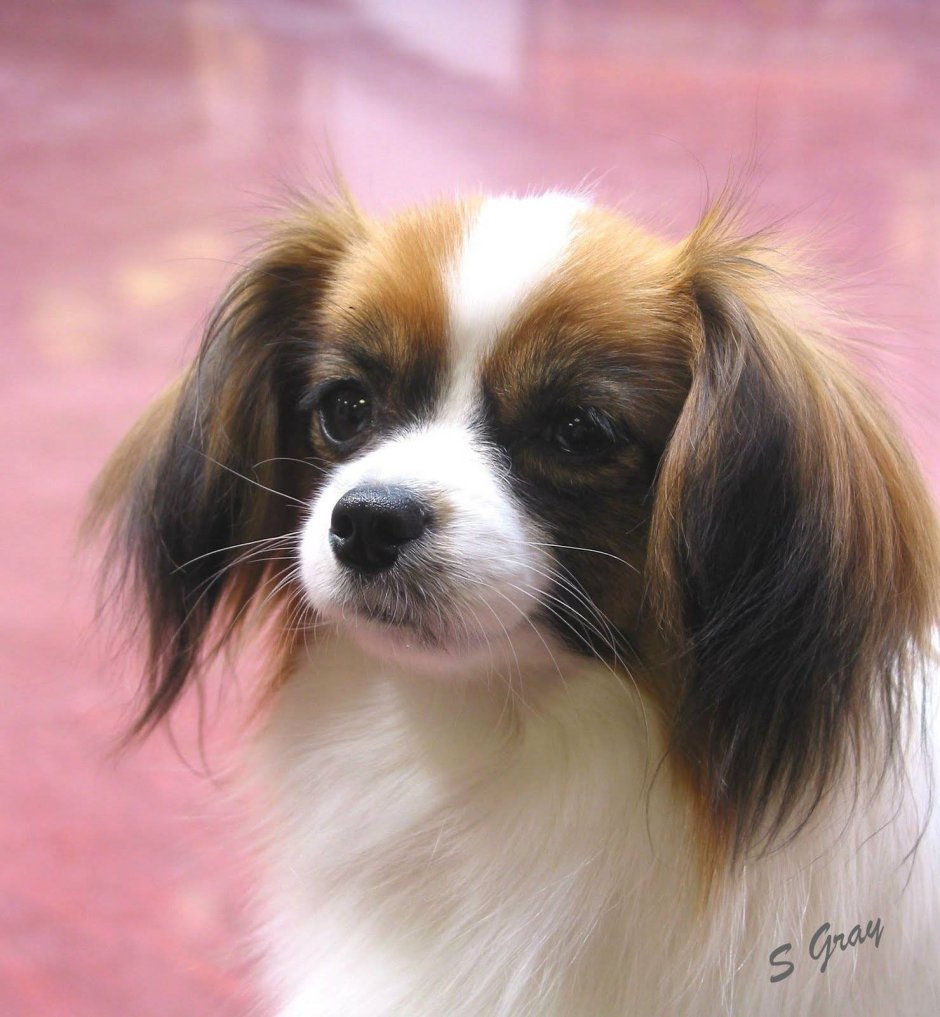 Бигль гончая