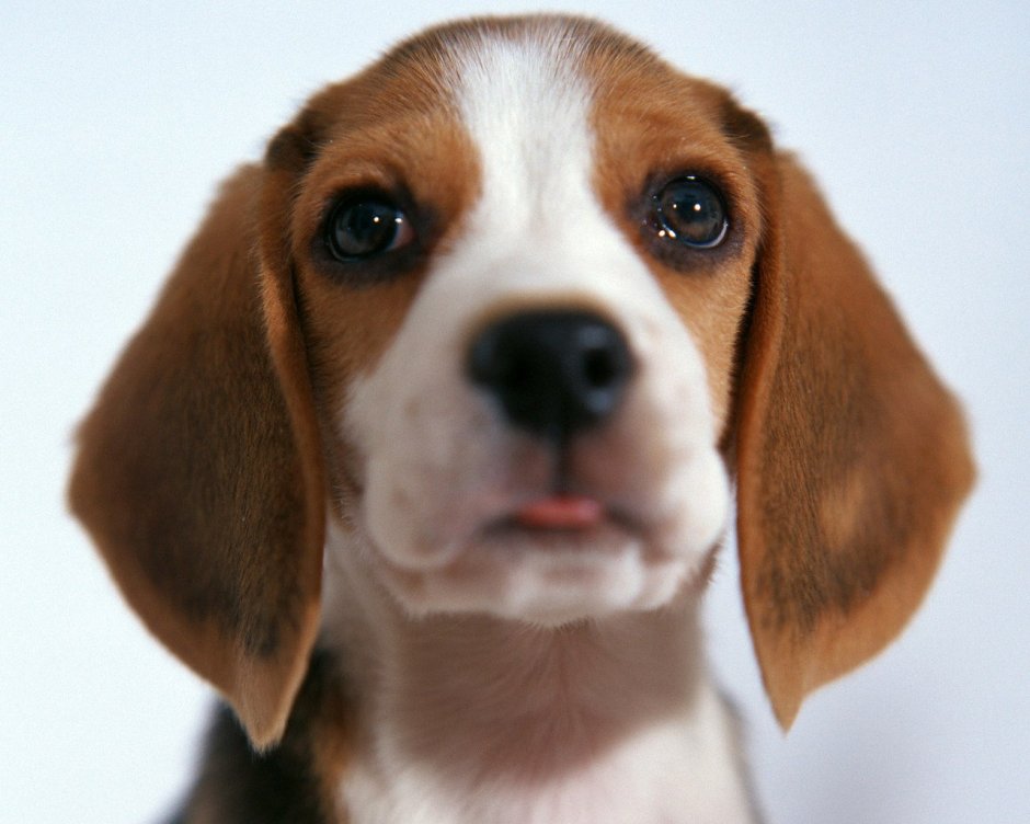 Бигль и кокер спаниель