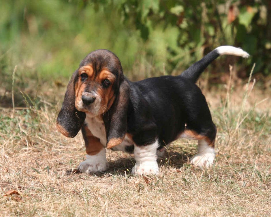 Ушастый Бассет-хаунд