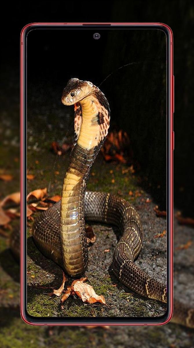 Королевская Кобра клыки