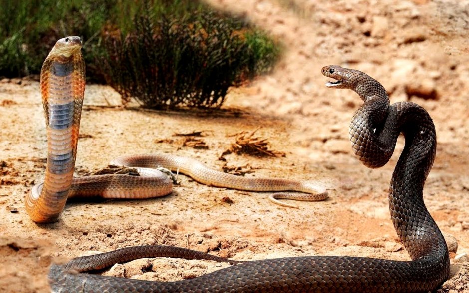 Сурикаты охотятся на змей