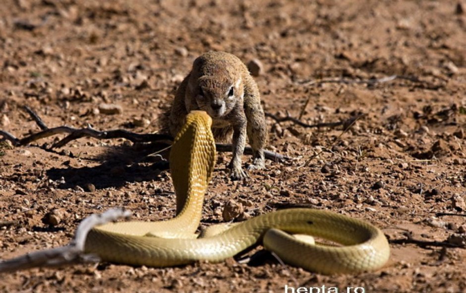 Королевская Кобра и Мангуст