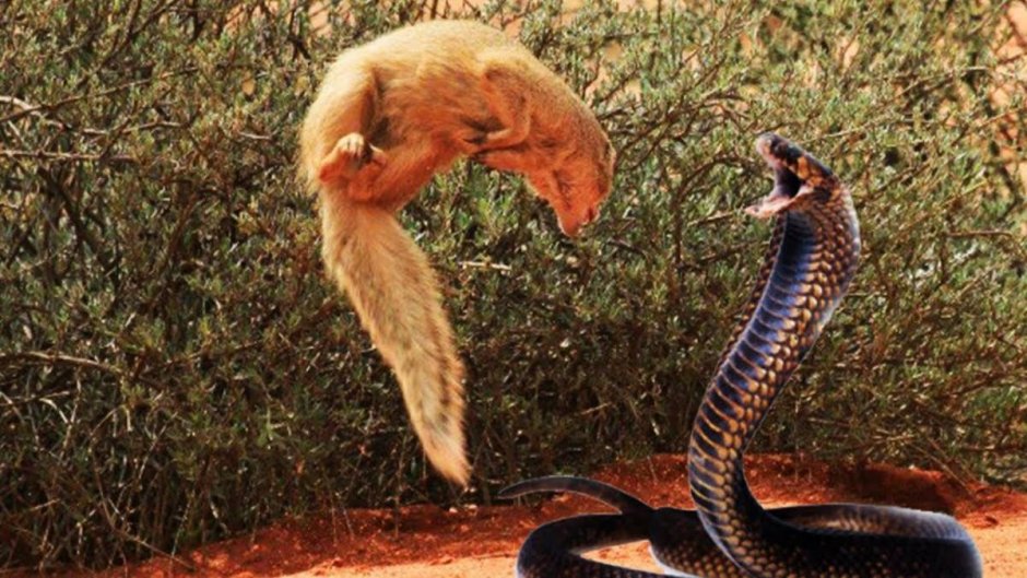 Королевская Кобра и Мангуст