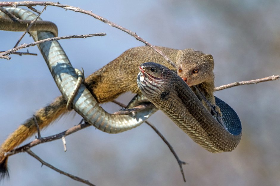 Mongoose vs Cobra