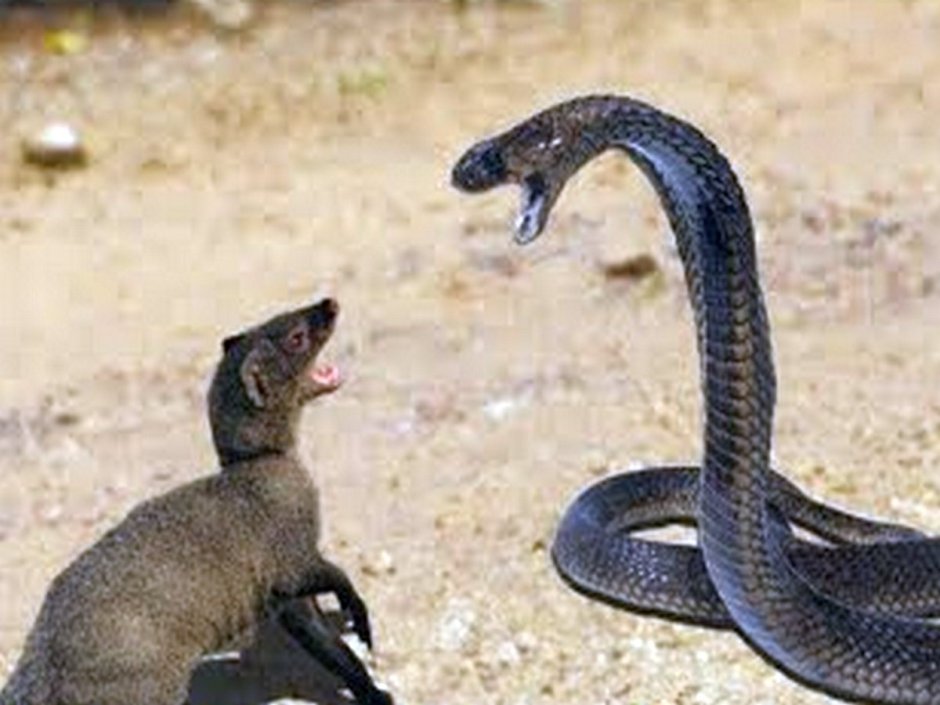 Мангуст против королевской кобры