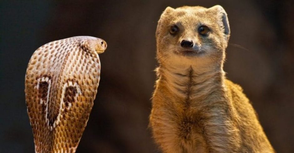 Мангуст и Кобра