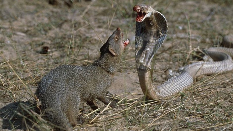 Королевская Кобра против черной мамбы