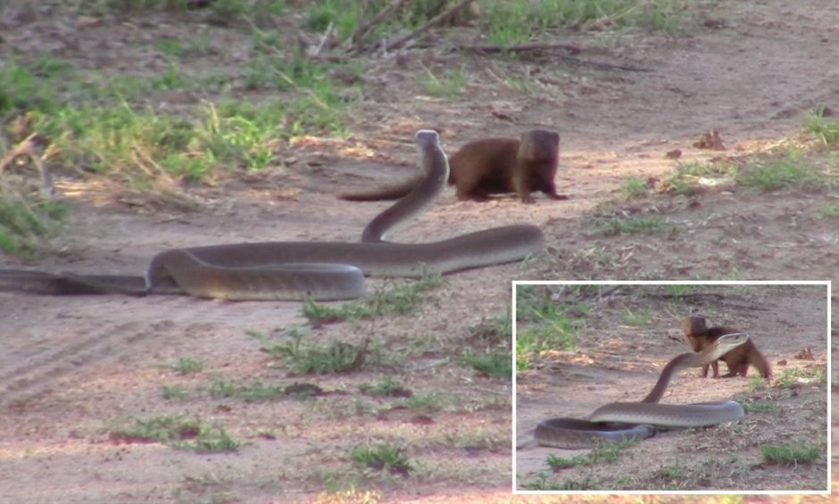 Кобра документальный фильм