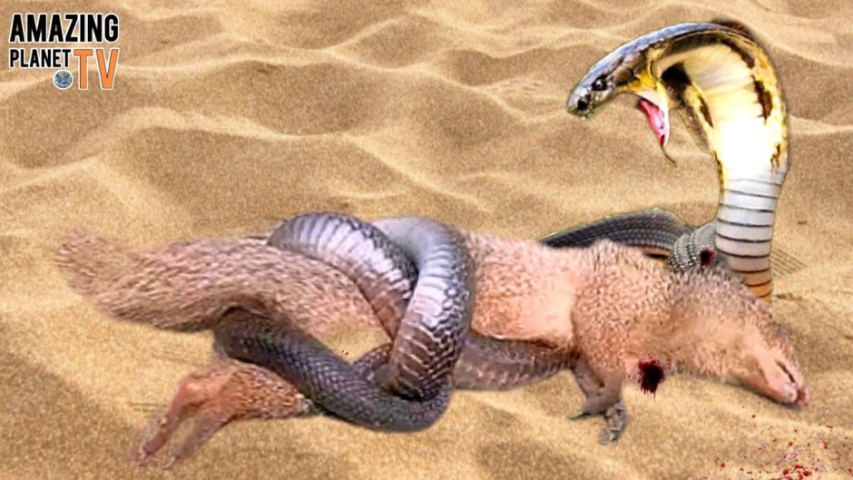 Мангуст против королевской кобры