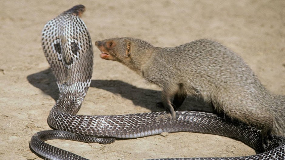 Мангуст сражается с коброй