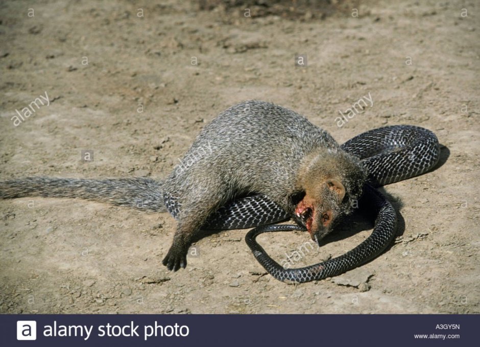 Мангуст против кобры gif