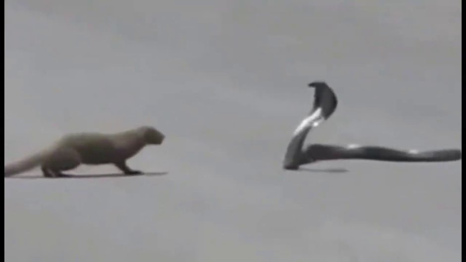 Королевская Кобра против питона