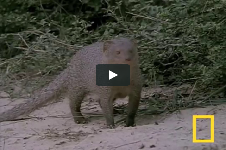 Рикки Тикки Тави арт