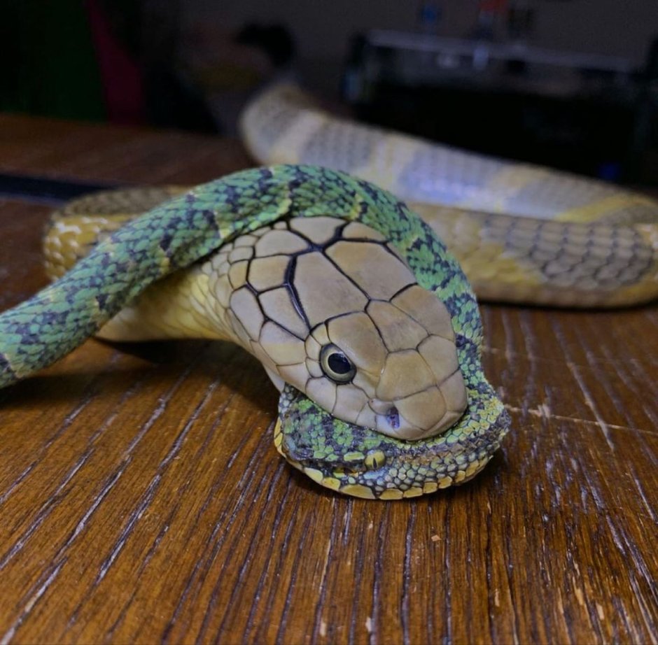 Змея и обезьяна