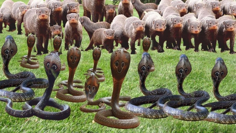 Королевская Кобра / King Cobra