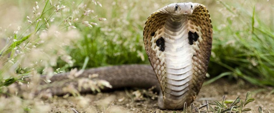 Мангуст охотник на змей