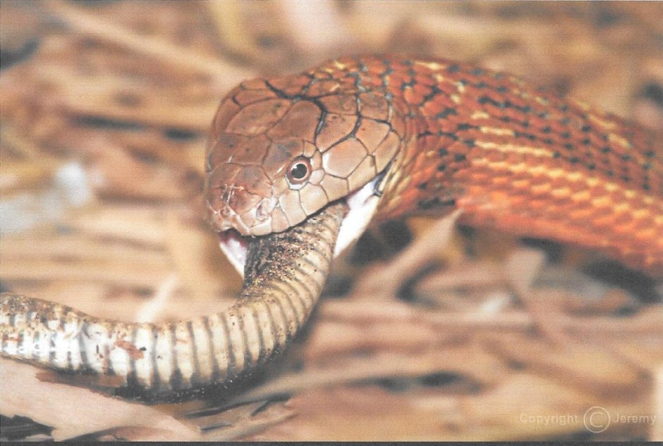 Тайпан змея