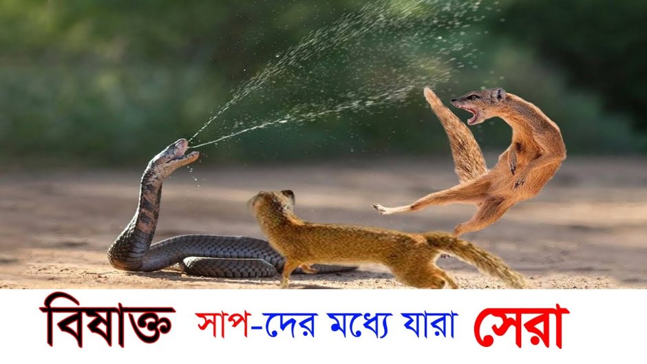 Мангуст против змеи