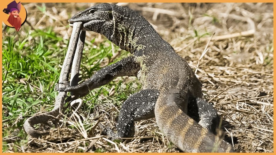 Мангуст против змеи Рикки Тикки Тави