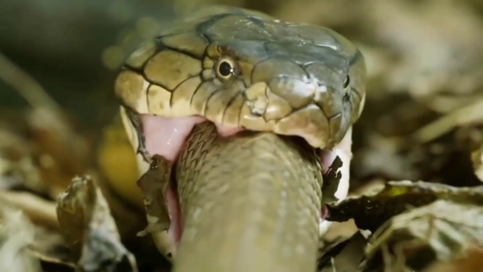 Белый Мангуст против кобры